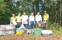 Trăn bò vào phòng ngủ, khỉ cắn nữnhân viên quán cà phê ở quận 12 được thả về tự nhiên