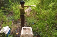 5 con khỉ bị người đàn ông bắt ở rừng Cần Giờ được thả về tự nhiên