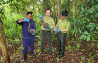 Tê tê quý bò vào trường học trong đêm mưa ở quận 12 được thả về tự nhiên