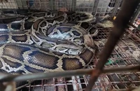 Đầu năm Ất Tỵ, người dân TP Thủ Đức bàn giao 3 con trăn ‘khủng’