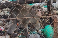 Thương con khỉ bị cụt đuôi, người đàn ông ở Bình Chánh giao kiểm lâm
