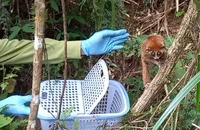 Con cu li quý hiếm bắt được ở TP Thủ Đức cùng 23 động vật hoang dã được thả về tự nhiên