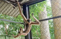 Người dân Củ Chi liên tục giao nộp vượn má vàng quý hiếm cho kiểm lâm