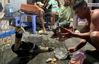 Liên tục chim lạ, quý hiếm sà vào gần nhà dân ở xã Xuân Thới Sơn