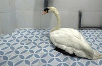 Công an phường Sài Gòn nhanh chóng truy xét, giải cứu thiên nga bị trộm tại Thảo Cầm viên