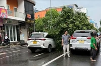 Cây xanh bật gốc đè trúng 2 ô tô ở TP.HCM