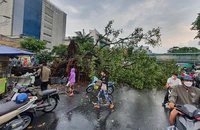 Cây đa trước bệnh viện Ung Bướu TP.HCM ngã đè 2 ô tô