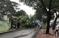 Cây xanh lớn ngã đè lên một xe tải ở Phú Nhuận