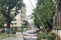 Nhánh cây dài gần 20 mét rơi đè trúng 1 ô tô ở Phú Nhuận