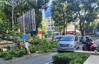 Thêm 1 vụ cây tét nhánh rơi xuống đường ở trung tâm TP.HCM