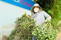 Nông dân Quảng Ngãi trúng đậm nhờ giá cau tăng kỷ lục