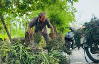Giá cau cao chưa từng có, Quảng Ngãi tức tốc ra khuyến cáo