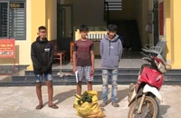 Bắt quả tang nhiều nhóm trộm cau ở Quảng Ngãi