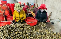 Trung Quốc bất ngờ hạn chế mua, giá cau tươi tại Quảng Ngãi tuột dốc