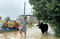 Dân khóc ròng vì cả tấn lúa chìm trong biển nước ngập ở Quảng Ngãi