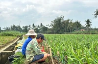 Quảng Ngãi: Hoa lay ơn vụ Tết chết hàng loạt, nông dân lo mất trắng