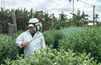 Vắng khách mua, người trồng hoa cúc Tết ở Quảng Ngãi như 'ngồi trên đống lửa'