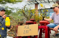 Tiểu thương xả hàng, chợ hoa Tết lớn nhất Quảng Ngãi vẫn ế 