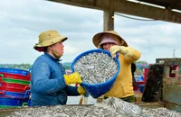 Trúng đậm cá cơm, ngư dân Quảng Ngãi kiếm bạc triệu mỗi ngày cận Tết