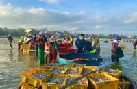 Phiên chợ cá bình minh độc nhất của Quảng Ngãi