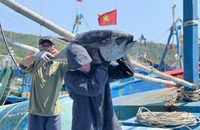 Ngư dân Quảng Ngãi mất mùa cá ngừ, cả tháng đánh bắt chỉ được 20 con