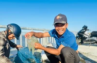 Vớt sứa trên sông Trường Giang