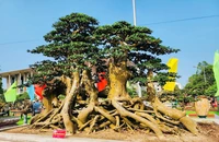 1.000 cây bonsai siêu độc lạ so tài tại Quảng Ngãi