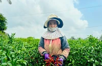 Trung Quốc tiêu thụ mạnh, giá ớt tăng cao kỷ lục, nông dân Quảng Ngãi trúng đậm