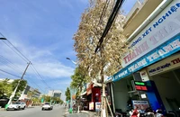Cây xanh chết bất thường giữa TP Quảng Ngãi, nghi bị đầu độc bằng hóa chất