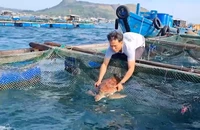 Giải cứu rùa biển xanh quý hiếm mắc lưới, trôi dạt trên vùng biển Lý Sơn.
