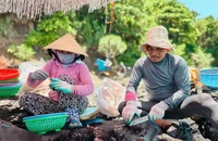 Video: Ngư dân Quảng Ngãi tất bật vào mùa nhum biển