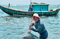 Ngư dân Quảng Ngãi vào mùa săn nhum biển ở mũi Ba Làng An