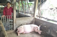 Quảng Ngãi: Dân bức xúc vì phải nộp thêm tiền để được tiêu hủy lợn chết do bệnh dịch