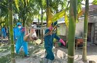 Chính quyền nói gì về vụ đóng tiền mới được tiêu hủy lợn chết vì bệnh dịch?