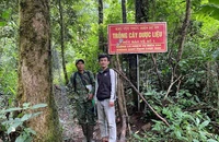 Lao đao vì nạn trộm cắp cây sâm Ngọc Linh