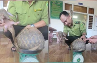 2 con tê tê vàng quý hiếm đi lạc vào vườn nhà dân ở Quảng Ngãi