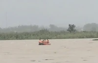 Cứu kịp người mắc kẹt giữa sông Trà Khúc, 6 con bò bị lũ cuốn trôi