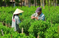 Vựa hoa cúc lớn nhất miền Trung tất bật vào vụ hoa Tết