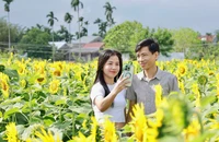 Hàng triệu bông hướng dương nở rộ trên khu đất vốn bị bỏ hoang ở Quảng Ngãi