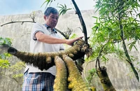 Thu tiền triệu từ những gốc tre tưởng chừng chỉ bỏ đi 