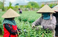 Nhiều vườn hoa cúc Tết ở Quảng Ngãi 'chốt đơn' sớm
