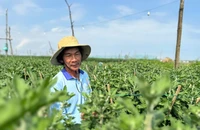 Cúc đỏ lạ mắt giá gấp 3 cúc thường vẫn cháy hàng ở Quảng Ngãi
