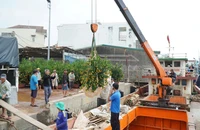 Tấp nập chở hàng, hoa Tết từ đất liền ra đảo Lý Sơn