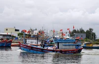 Nhiều ngư dân Quảng Ngãi ra khơi xuyên Tết 
