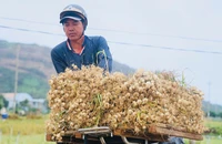 Tỏi Lý Sơn rớt giá chỉ còn 30.000 đồng/kg, nông dân lo sốt vó
