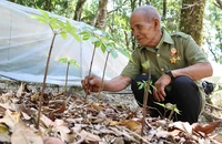 Mùa sâm Ngọc Linh thức giấc