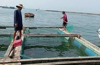 Cá bớp chết hàng loạt ở Lý Sơn