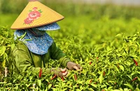 Quảng Ngãi: Ớt chín đỏ đồng, rớt giá thê thảm hơn chục lần