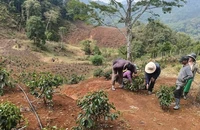 Quảng Ngãi: Mưa đá dồn dập ở vùng cao Tu Mơ Rông, 5 ha cây trồng dập nát