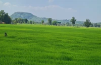 Quy định mới về cá nhân không trực tiếp canh tác nhận chuyển nhượng đất trồng lúa